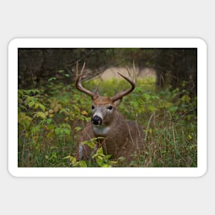 Bullet Buck Takes a Break - White-tailed Deer Sticker